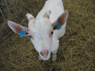 kozlik - potomek burskeho kozla a bile kozy